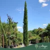 Cupressus sempervirens 'Pyramidalis' - Oszlopos olasz ciprus 180 - 200 cm, 35 literes cserépben