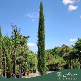   Cupressus sempervirens 'Pyramidalis' - Oszlopos olasz ciprus 180 - 200 cm, 35 literes cserépben