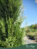 Cupressus sempervirens 'Pyramidalis' - Oszlopos olasz ciprus 180 - 200 cm, 35 literes cserépben