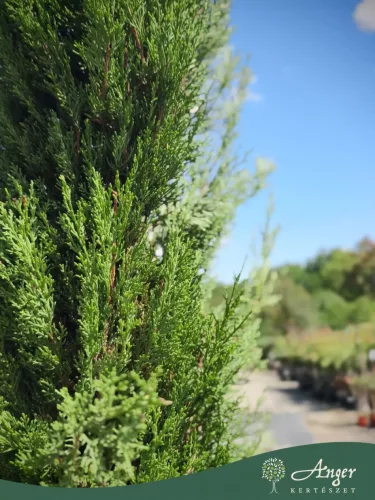Cupressus sempervirens 'Pyramidalis' - Oszlopos olasz ciprus 180 - 200 cm, 35 literes cserépben