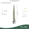 Cupressus sempervirens 'Pyramidalis' - Oszlopos olasz ciprus 180 - 200 cm, 35 literes cserépben