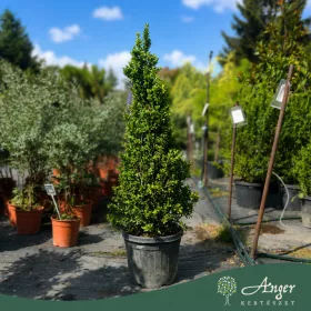   Euonymus japonicus 'Benkomasaki Erecta' - Japán kecskerágó, 130-140 cm, 35 literes cserépben