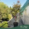 Acer palmatum 'Bloodgood' - Japán juhar, 170-180 cm, 55 literes cserépben