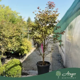   Acer palmatum 'Bloodgood' - Japán juhar, 170-180 cm, 55 literes cserépben