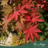 Acer palmatum 'Bloodgood' - Japán juhar, 170-180 cm, 55 literes cserépben