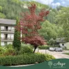 Acer palmatum 'Bloodgood' - Japán juhar, 170-180 cm, 55 literes cserépben