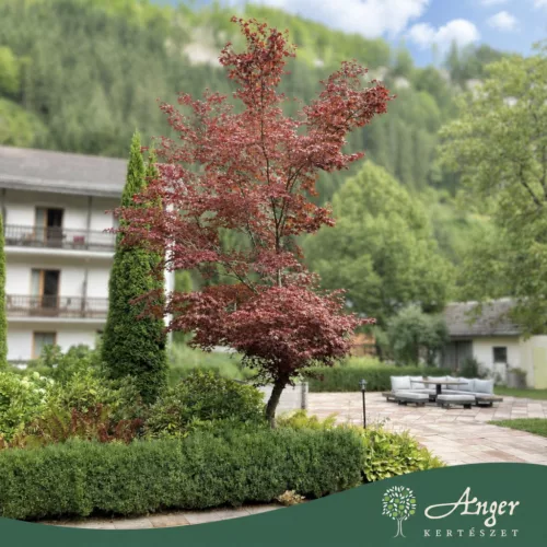 Acer palmatum 'Bloodgood' - Japán juhar, 170-180 cm, 55 literes cserépben