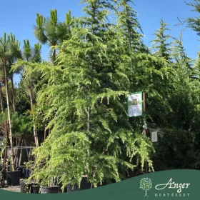   Cedrus deodora 'Aurea Cespuglio' - Arany himalájai cédrus 280-320 cm, 120 literes cserépben