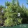 Cedrus deodora 'Aurea Cespuglio' - Arany himalájai cédrus 280-320 cm, 120 literes cserépben