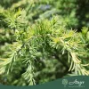 Cedrus deodora 'Aurea Cespuglio' - Arany himalájai cédrus 280-320 cm, 120 literes cserépben