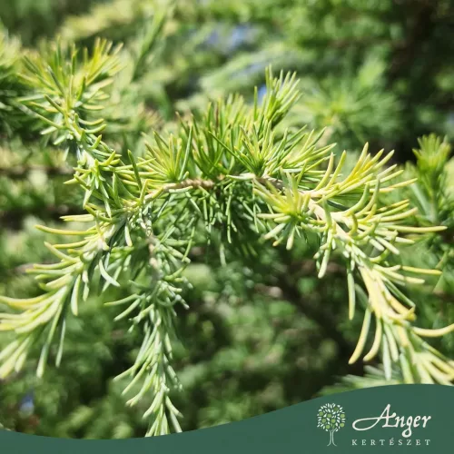 Cedrus deodora 'Aurea Cespuglio' - Arany himalájai cédrus 280-320 cm, 120 literes cserépben