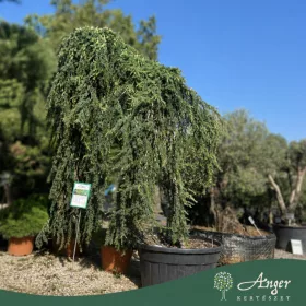   Cedrus deodara 'Pendula' - Csüngő himalájai cédrus, 330-350 cm, 500 literes cserépben