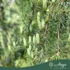 Cedrus deodara 'Pendula' - Csüngő himalájai cédrus, 330-350 cm, 500 literes cserépben