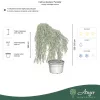 Cedrus deodara 'Pendula' - Csüngő himalájai cédrus, 330-350 cm, 500 literes cserépben