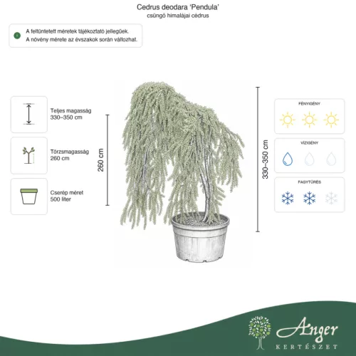 Cedrus deodara 'Pendula' - Csüngő himalájai cédrus, 330-350 cm, 500 literes cserépben
