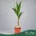 Cocos nucifera - Kókuszpálma 100 - 150 cm, 19 cm -es cserépben