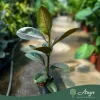 Ficus 'Pink Camouflage' - Fikusz, 30-40 cm, 3 literes cserépben