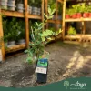 Lonicera caerulea var. kamtschatica - Mézbogyó (kamcsatkai) 50-60 cm, 2 literes cserépben