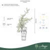 Lonicera caerulea var. kamtschatica - Mézbogyó (kamcsatkai) 50-60 cm, 2 literes cserépben
