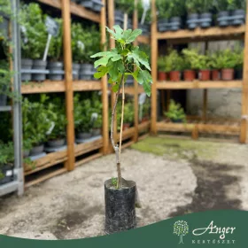   Ficus carica 'Verdino' - Zöld füge, 50-60 cm, 3 literes cserépben
