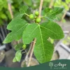 Ficus carica 'Verdino' - Zöld füge, 50-60 cm, 3 literes cserépben