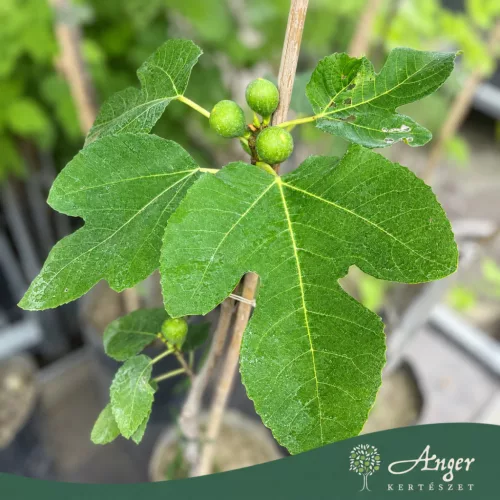 Ficus carica 'Verdino' - Zöld füge, 50-60 cm, 3 literes cserépben