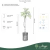 Ficus carica 'Verdino' - Zöld füge, 50-60 cm, 3 literes cserépben