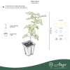 Ribes nigrum - Feketeribizli 50 - 60 cm, 2 literes cserépben
