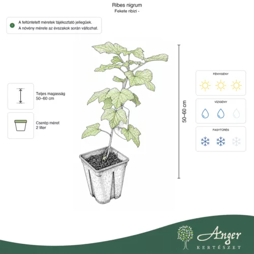 Ribes nigrum - Feketeribizli 50 - 60 cm, 2 literes cserépben