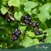 Ribes nigrum - Feketeribizli 50 - 60 cm, 2 literes cserépben