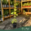 Ribes rubrum - Piros ribizli 50 - 60 cm, 2 literes cserépben