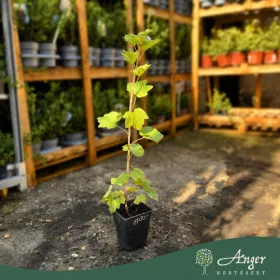   Ribes rubrum - Piros ribizli 50 - 60 cm, 2 literes cserépben