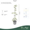 Ribes rubrum - Piros ribizli 50 - 60 cm, 2 literes cserépben
