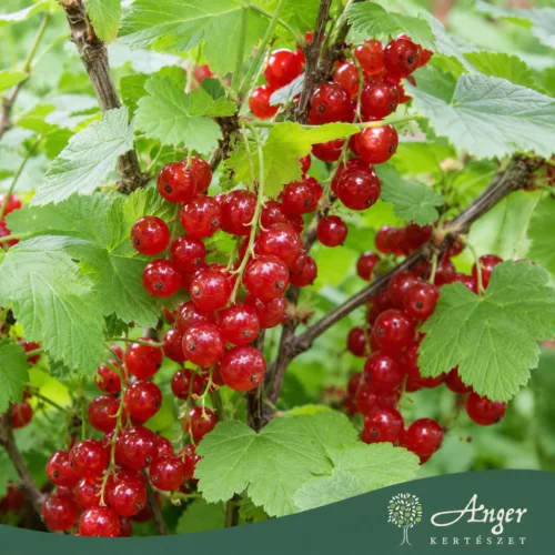 Ribes rubrum - Piros ribizli 50 - 60 cm, 2 literes cserépben