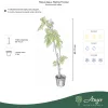 Rubus idaeus 'Malling Promise' - Málna 60-70 cm, 2 literes cserépben