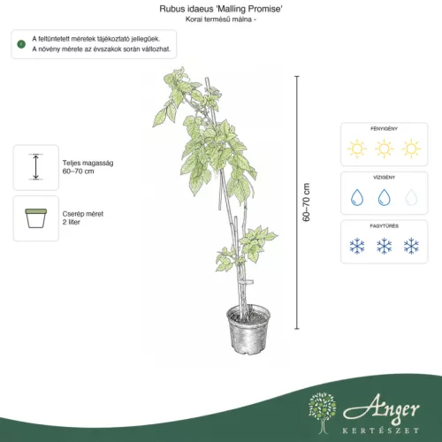 Rubus idaeus 'Malling Promise' - Málna 60-70 cm, 2 literes cserépben