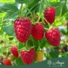Rubus idaeus 'Malling Promise' - Málna 60-70 cm, 2 literes cserépben