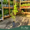 Rubus Fruticosus 'Tayberry' - Szedermálna 50 - 60 cm, 2 literes cserépben