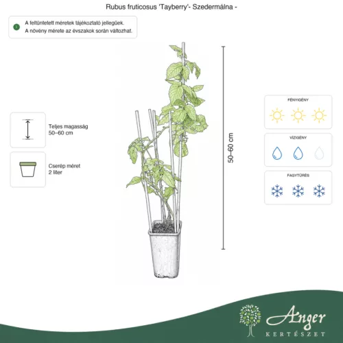 Rubus Fruticosus 'Tayberry' - Szedermálna 50 - 60 cm, 2 literes cserépben