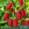Rubus Fruticosus 'Tayberry' - Szedermálna 50 - 60 cm, 2 literes cserépben