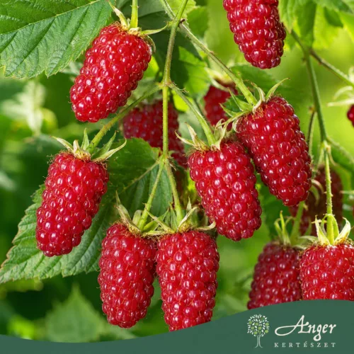 Rubus Fruticosus 'Tayberry' - Szedermálna 50 - 60 cm, 2 literes cserépben