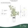 Rubus idaeus 'Golden Queen' - Sárga, folyton termő málna 50 - 60 cm, 2 literes cserépben