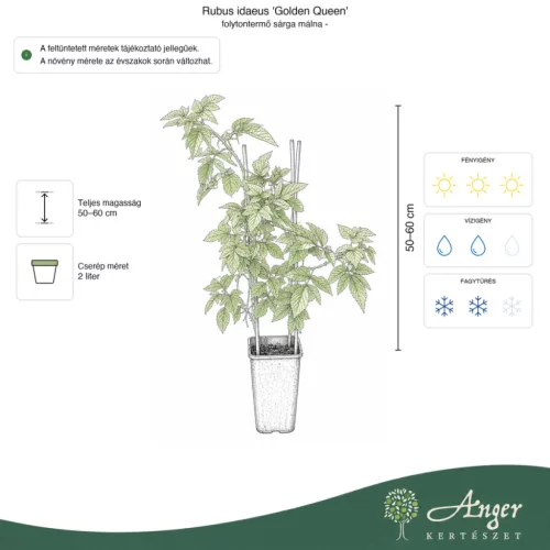 Rubus idaeus 'Golden Queen' - Sárga, folyton termő málna 50 - 60 cm, 2 literes cserépben