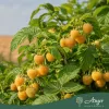 Rubus idaeus 'Golden Queen' - Sárga, folyton termő málna 50 - 60 cm, 2 literes cserépben
