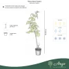 Rubus idaeus 'Sugana' - Málna 50-60 cm, 2 literes cserépben