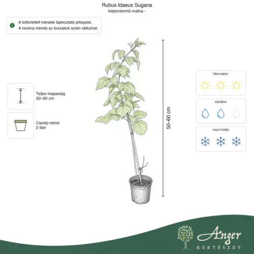 Rubus idaeus 'Sugana' - Málna 50-60 cm, 2 literes cserépben