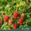 Rubus idaeus 'Sugana' - Málna 50-60 cm, 2 literes cserépben