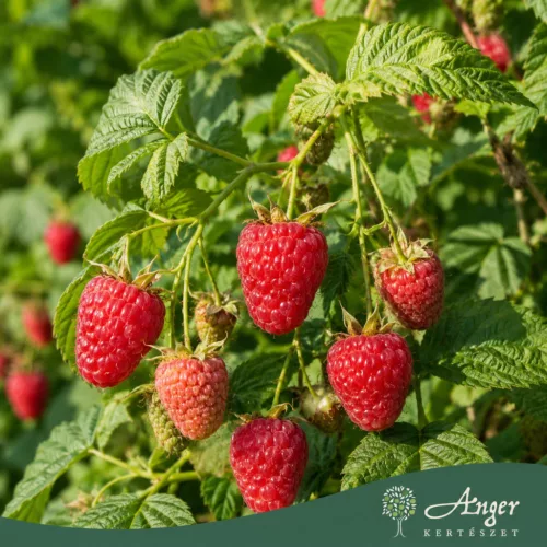 Rubus idaeus 'Sugana' - Málna 50-60 cm, 2 literes cserépben