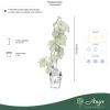 Vitis vinifera 'Boskoop Glory' - Csemegeszőlő 45 - 50 cm, 2 literes cserépben