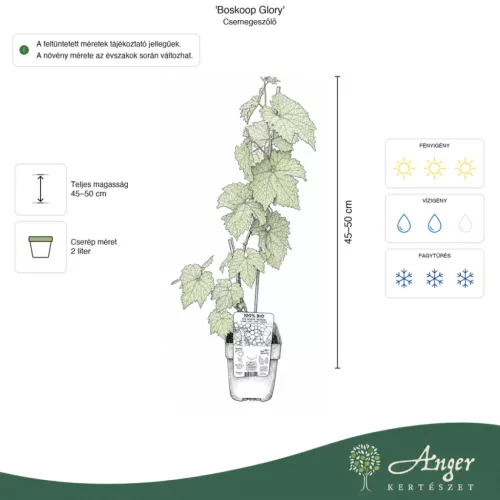 Vitis vinifera 'Boskoop Glory' - Csemegeszőlő 45 - 50 cm, 2 literes cserépben